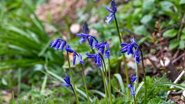 A clump of English Bluebell flowers close up, against a green background